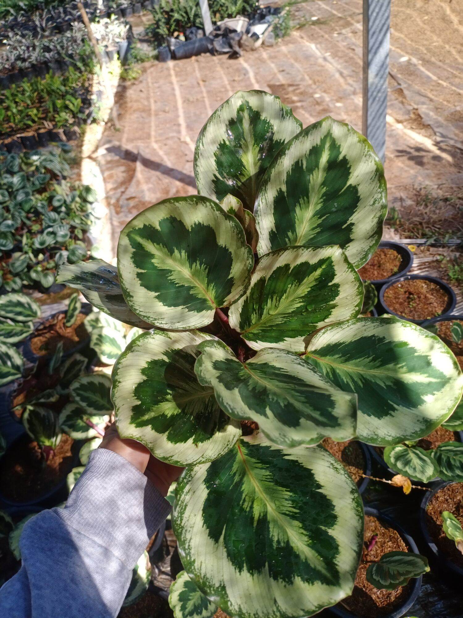 Calathea Shinestar Lazada Co Th