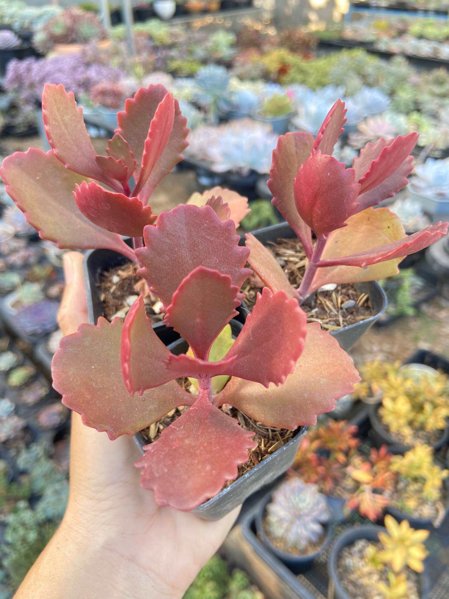 Kalanchoe Longiflora Coccinea Lazada