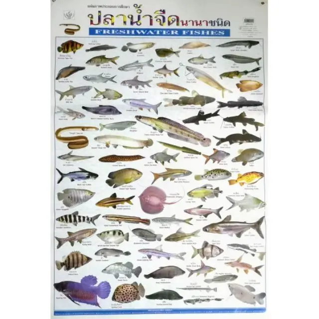 โปสเตอร์ปลาน้ำจืดนานาชนิด​ Poster Various freshwater fish