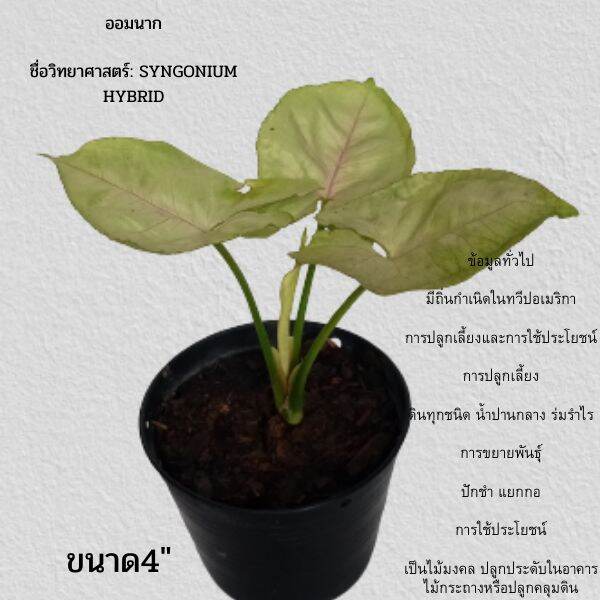 ออมนากชื่อวิทยาศาสตร์: SYNGONIUM HYBRID🛬คำตอบแรกของทุกๆคน🏡มาทำให้าี่นี้มีรักกัน