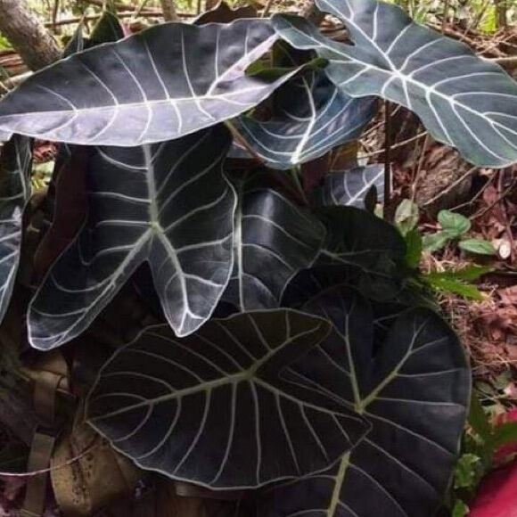 Alocasia black แก้วหน้าม้าดำของสตูล ไม้เฉพาะถิ่นสตูล จัดส่งเป็นเหง้าพันธุ์