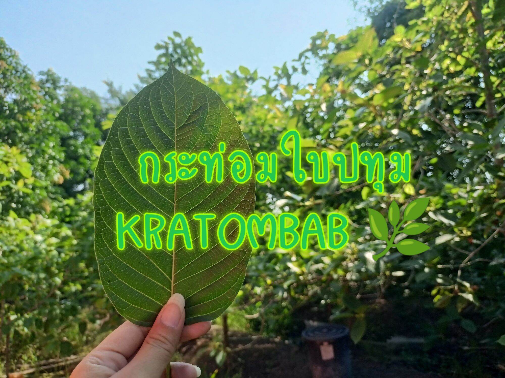 ช้อปออนไลน์ melonz'store(F) Lazada Thailand