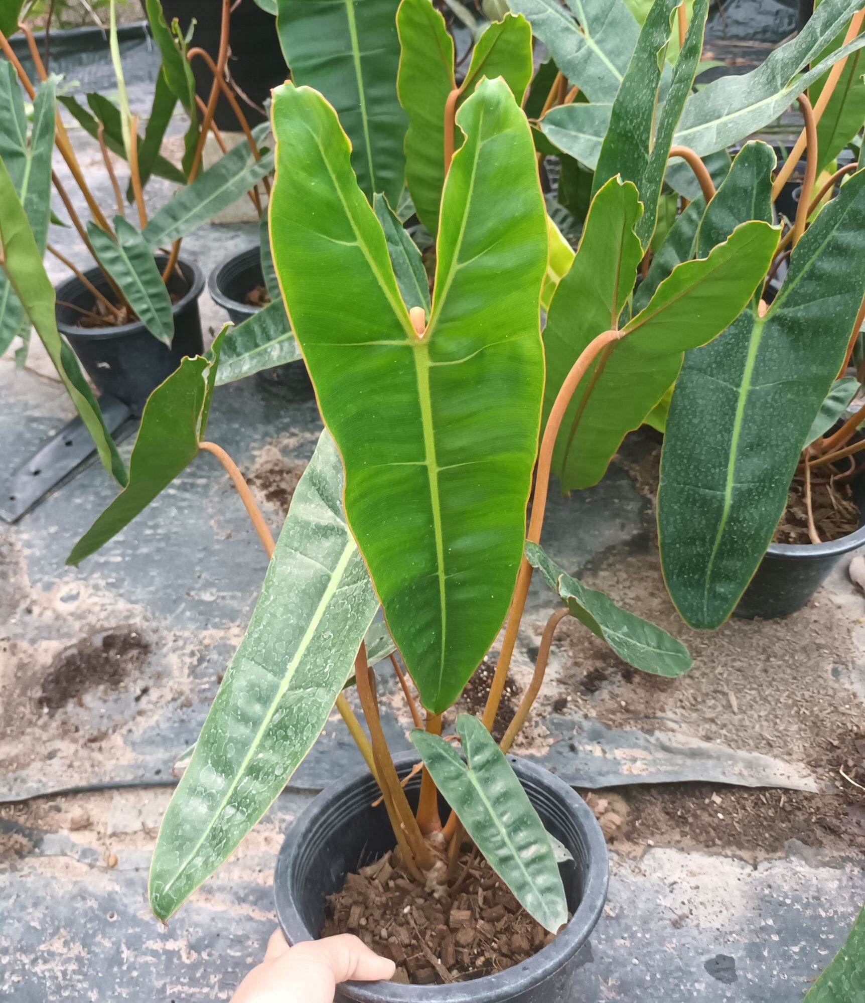 ฟิโลก้านส้ม แม่ด่าง PHILODENDRON BILLIETIAE CROAT | Lazada.co.th