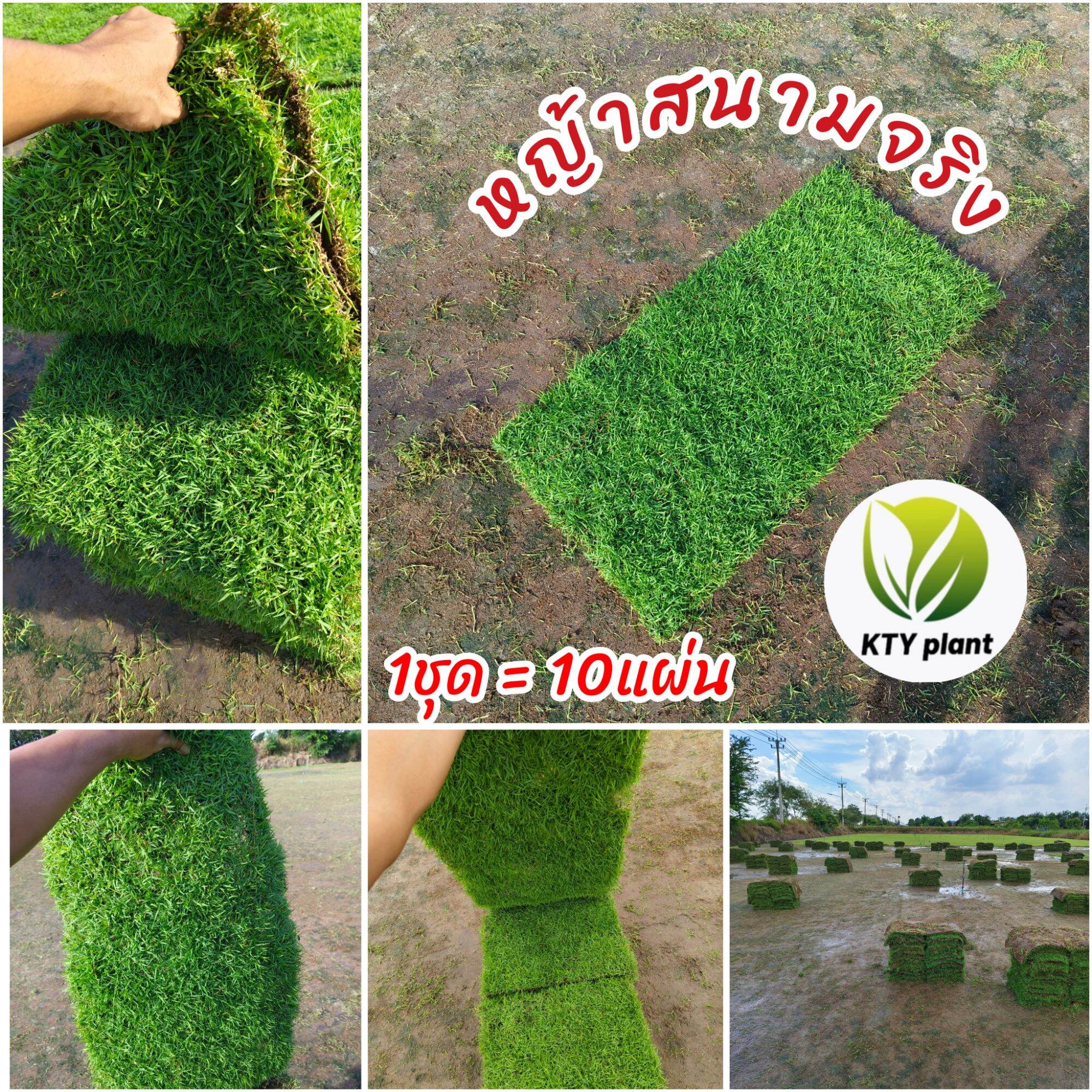 Real Lawn Grass, 10 Sheets (5 Square Meters), Gardening Grass, Little-Fluffy Grass, Japanese Grass, Paspalum Grass, Malaysian Grass. Size Per Sheet: 50X100 Cm. ราคา 200 บาท*ส่งฟรี