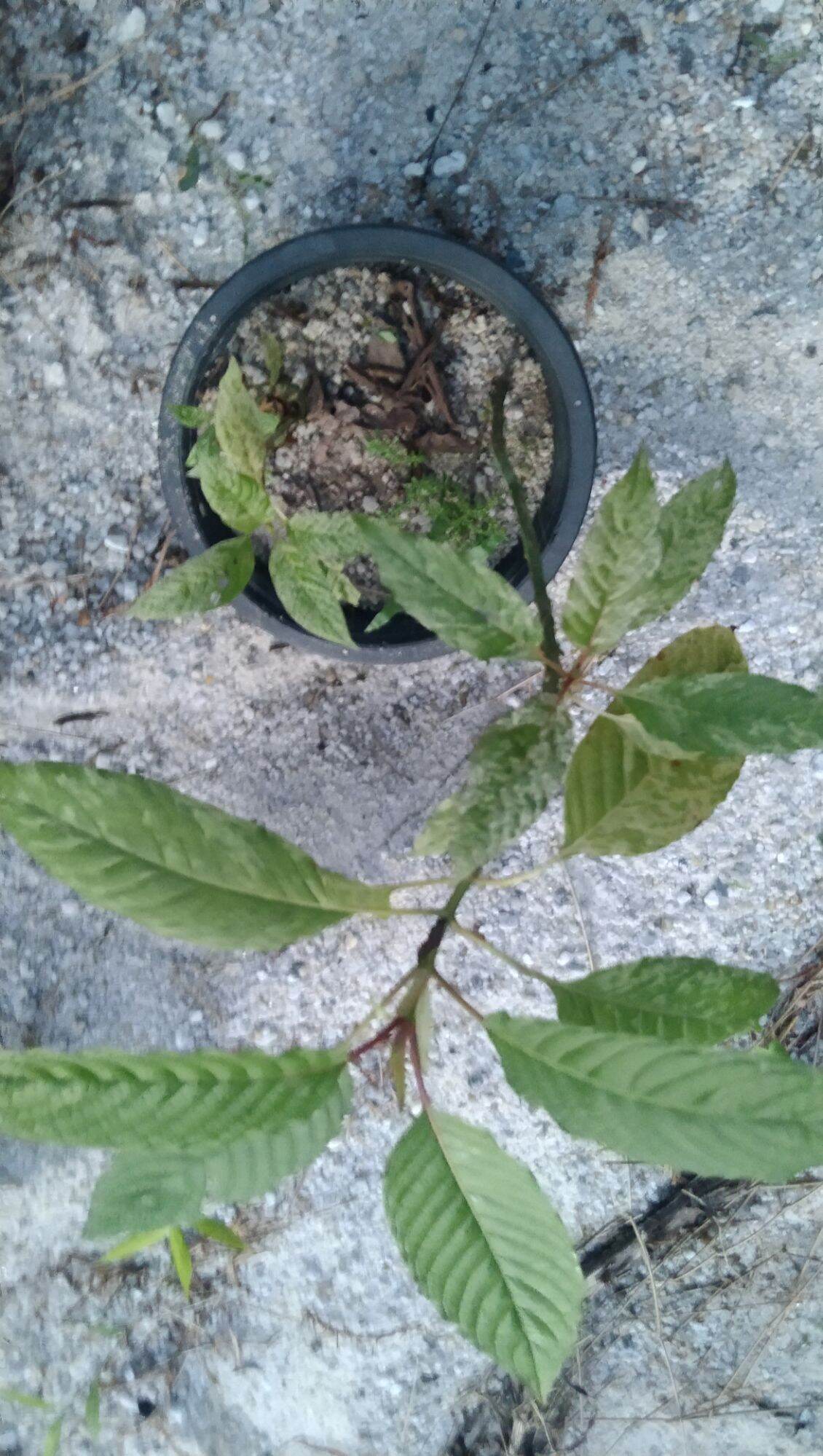 กระท่อมด่างลายหินอ่อน ราคา 3,000 บาท*ส่งฟรี