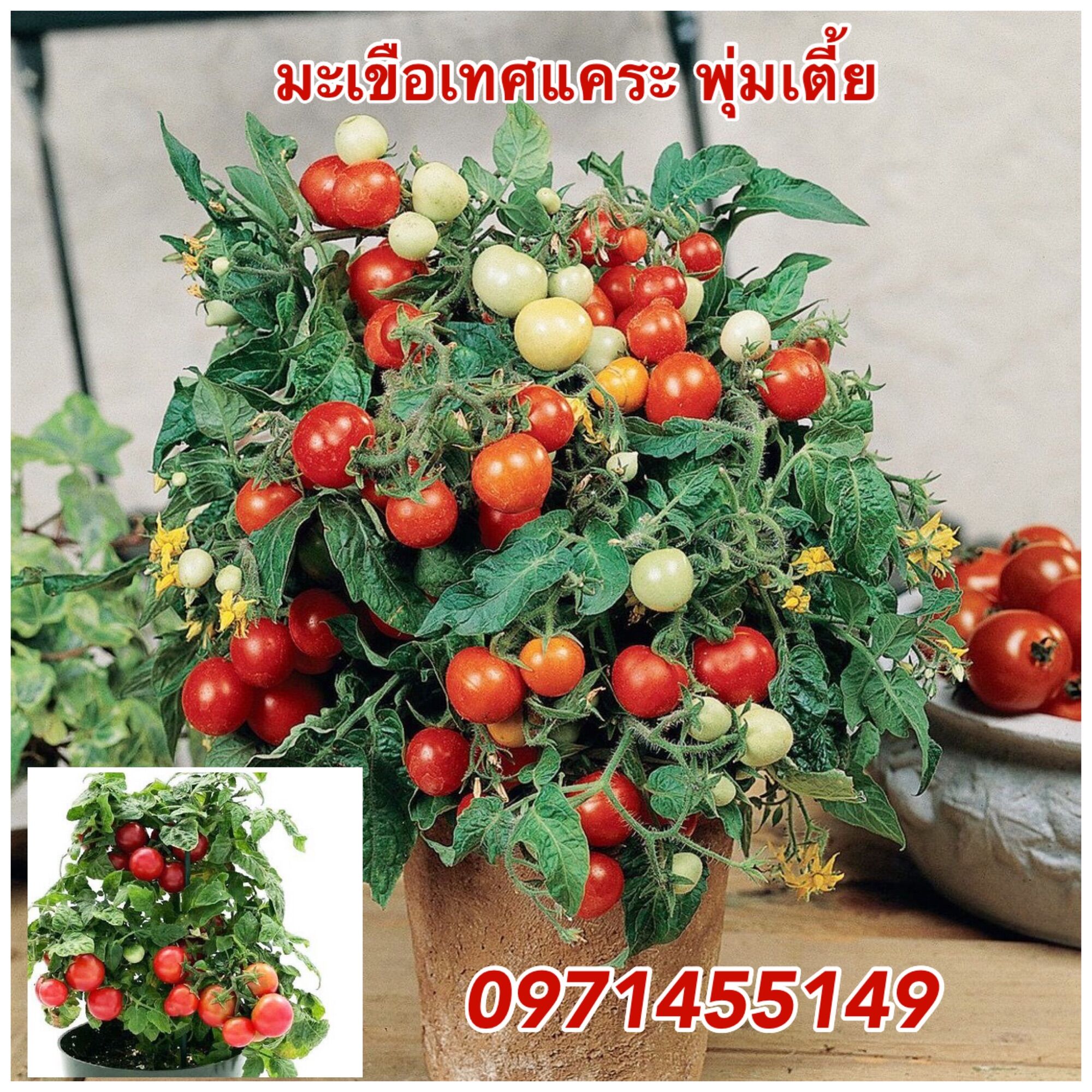 เมล็ดมะเขือเทศแคระพุ่มเตี้ย 130-150เมล็ด ต้นเตี้ย ให้ผลผลิตไว ลูกดก ราคา 59 บาท*ส่งฟรี