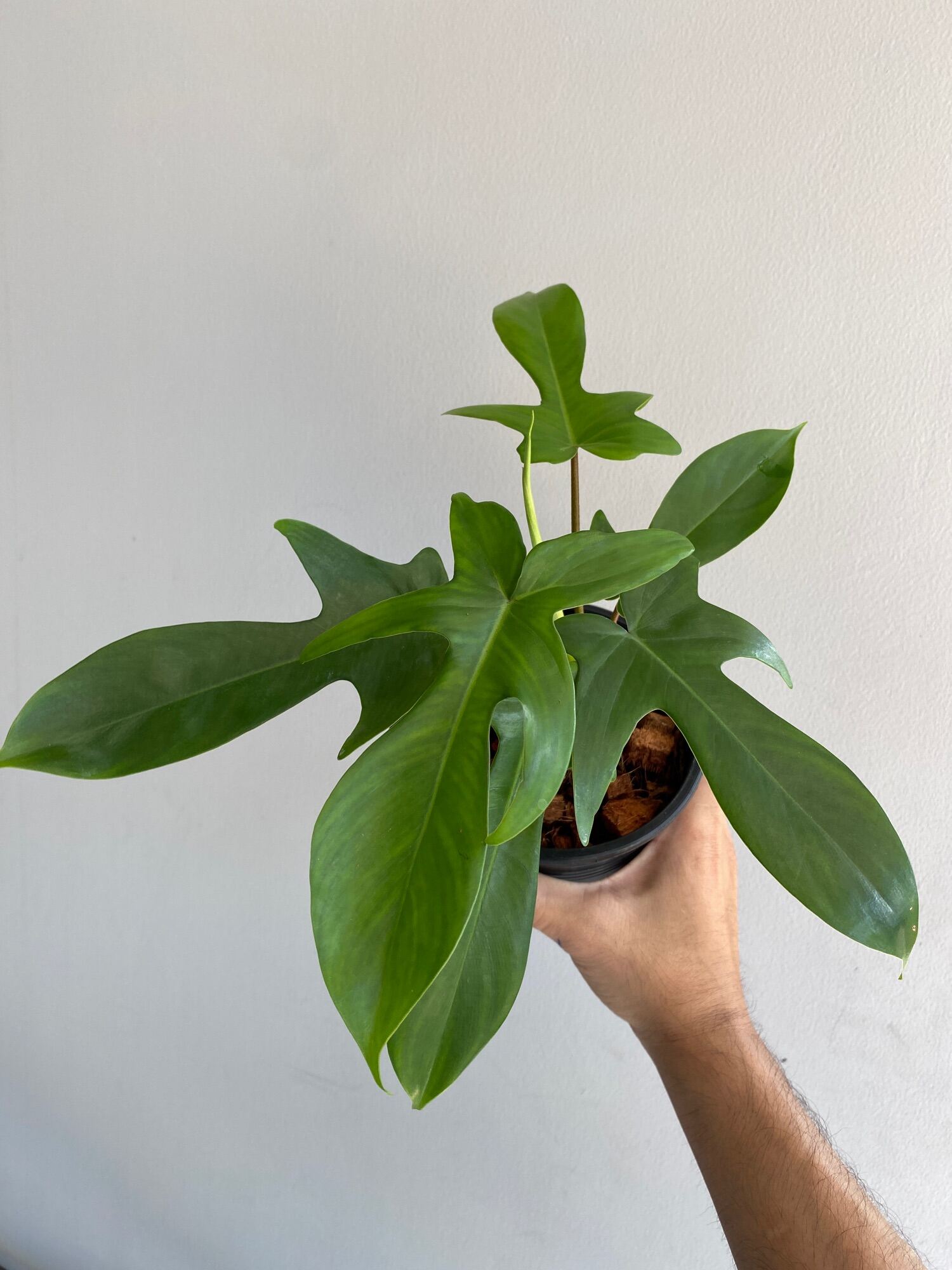 ฟิโลก้ามกุ้งเขียว Philodendron pedatum