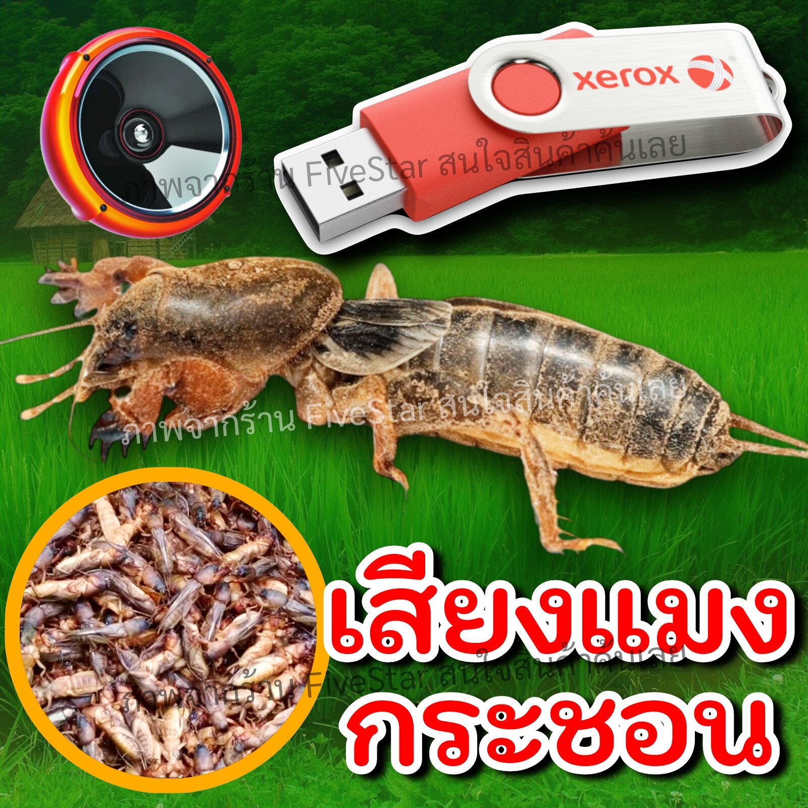 เสียงแมงกระซอน เสียงแมลงจีซอน แฟลชไดร์ฟเสียงจีซอน เสียงต่อแมงจีซอน แมงกระซอน usbแมงจีซอน เสียงล่อแมงจีซอน FiveStar ราคา 100 บาท*ส่งฟรี