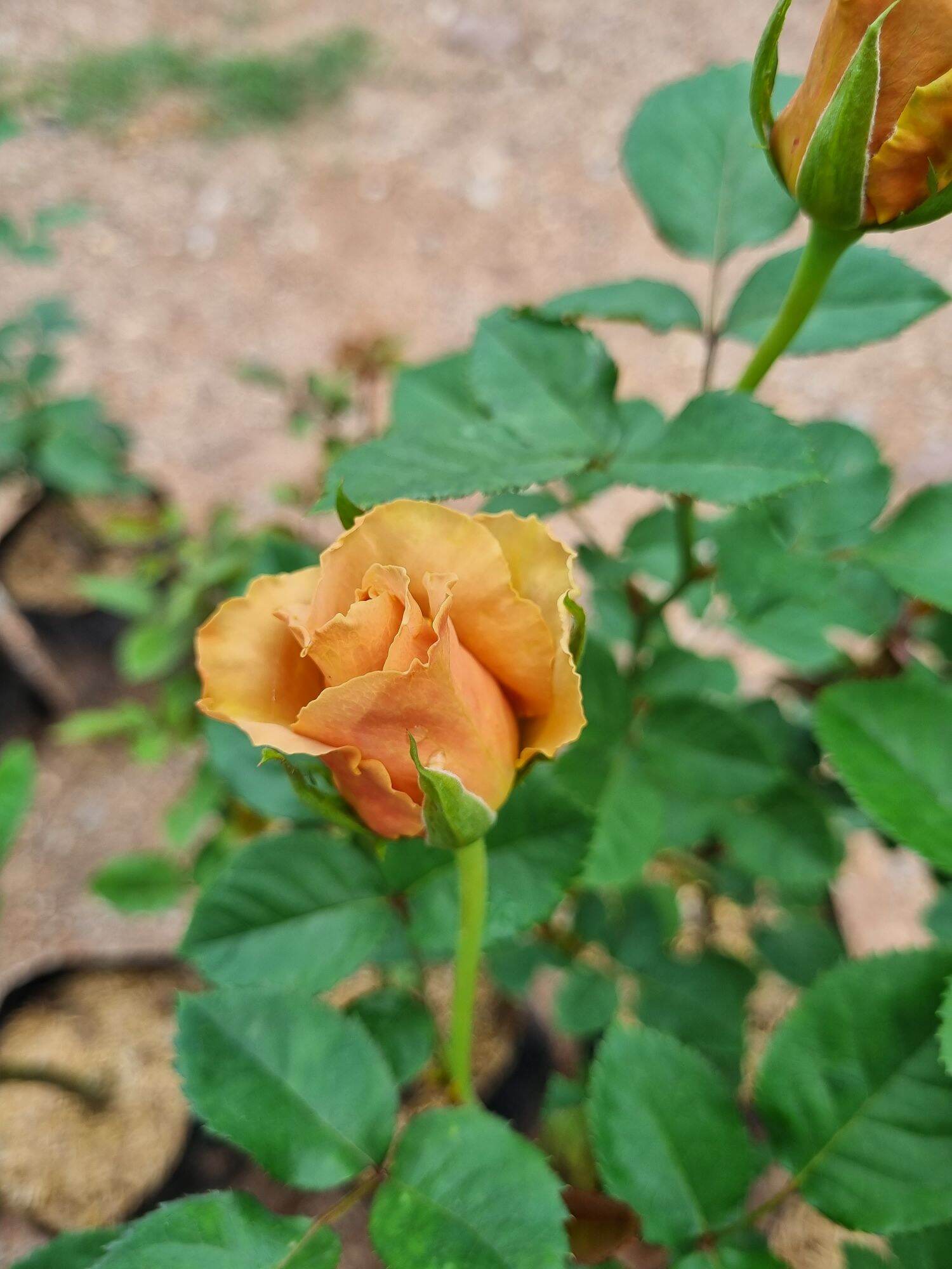 Toffee Roses Tree กุหลาบ Toffee Rose ทอฟฟี่โรส ดอกสีน้ำตาลเข้ม - 1234.lanna - ThaiPick