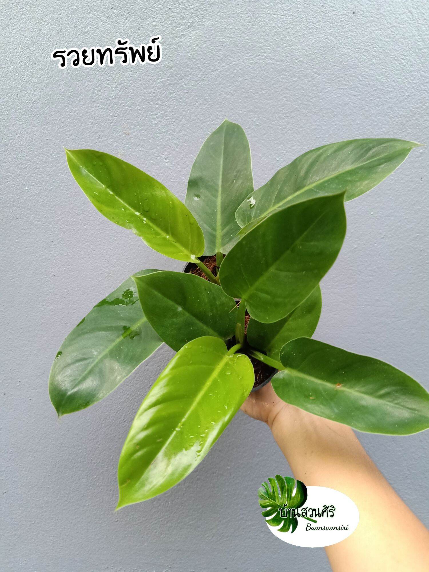 เศรษฐีรวยทรัพย์ หรือ ฟิโลเดนดรอนรวยทรัพย์ Philodendron sp. ‘Ruaysap