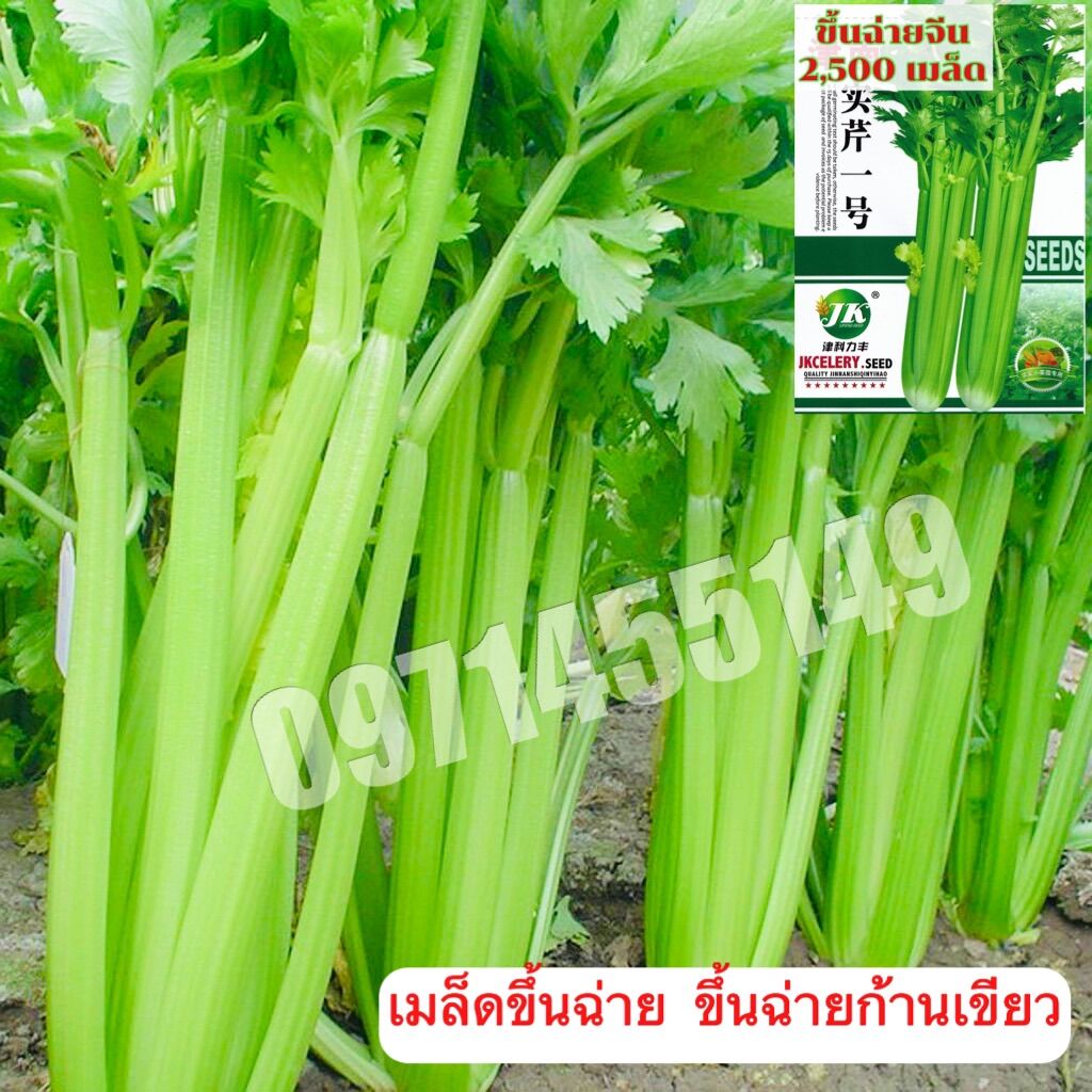 เมล็ดคื่นฉ่ายจีนChinese Celeryเมล็ดแท้นำเข้าเมล็ดดีคื่นฉ่ายก้านเขียวต้น