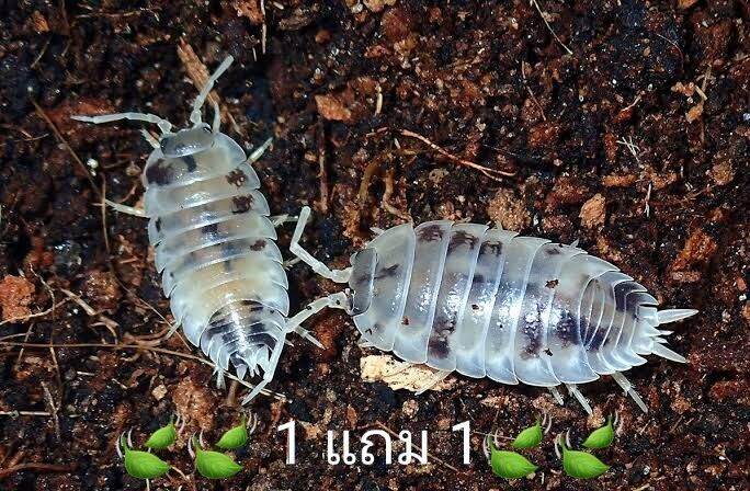 dairy cow isopod 1แถม1