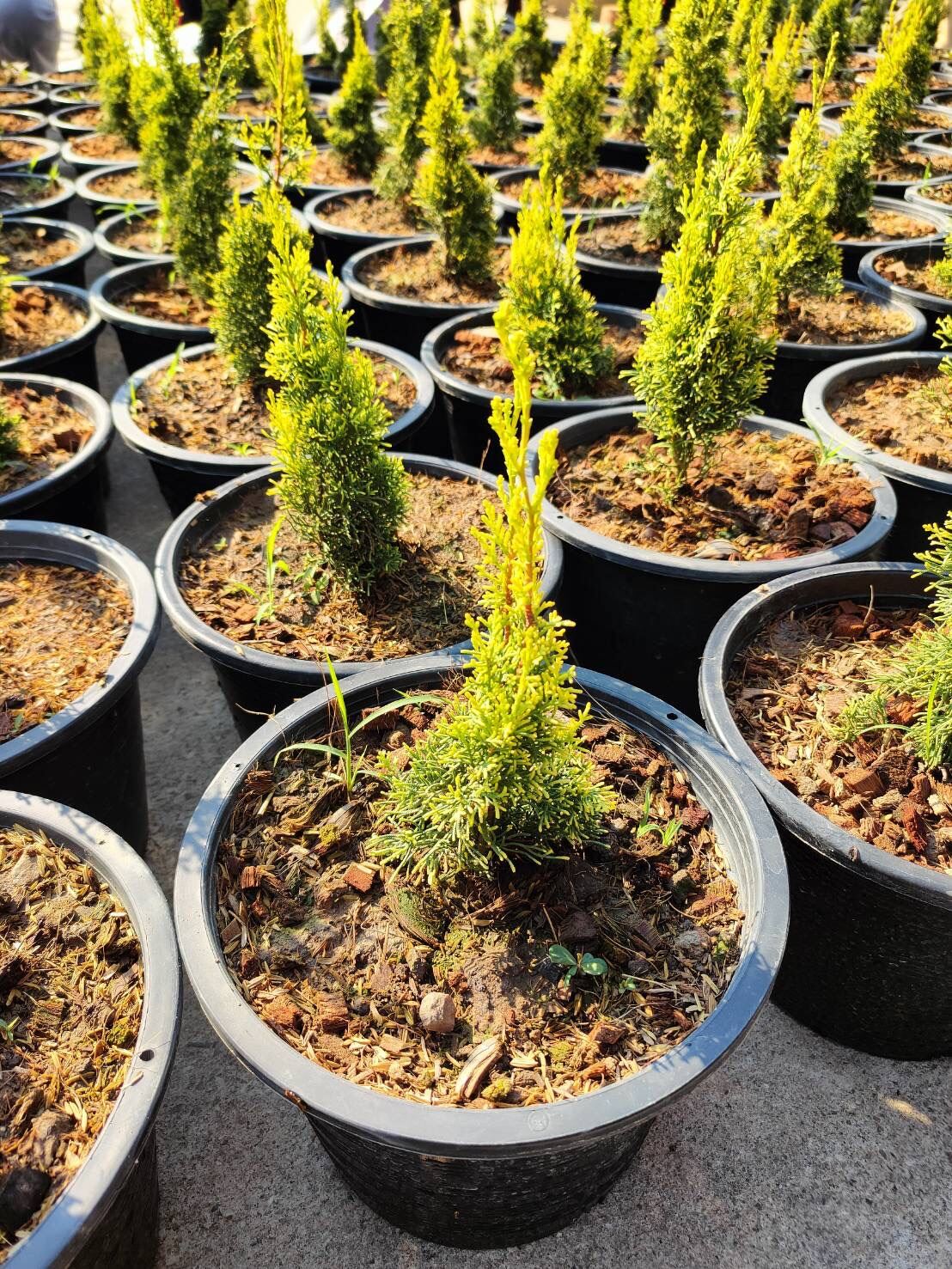 ต้นสนดินสอทอง Golden Pencil Pine 🌲 พันธุ์ไม้ใบสีทองหายาก น่าสะสม