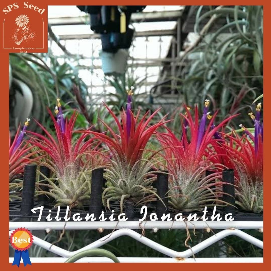 ทิลแลนเซีย รากอากาศ Tillandsia Ionantha หัวขนาดใหญ่ เกรดส่งออก