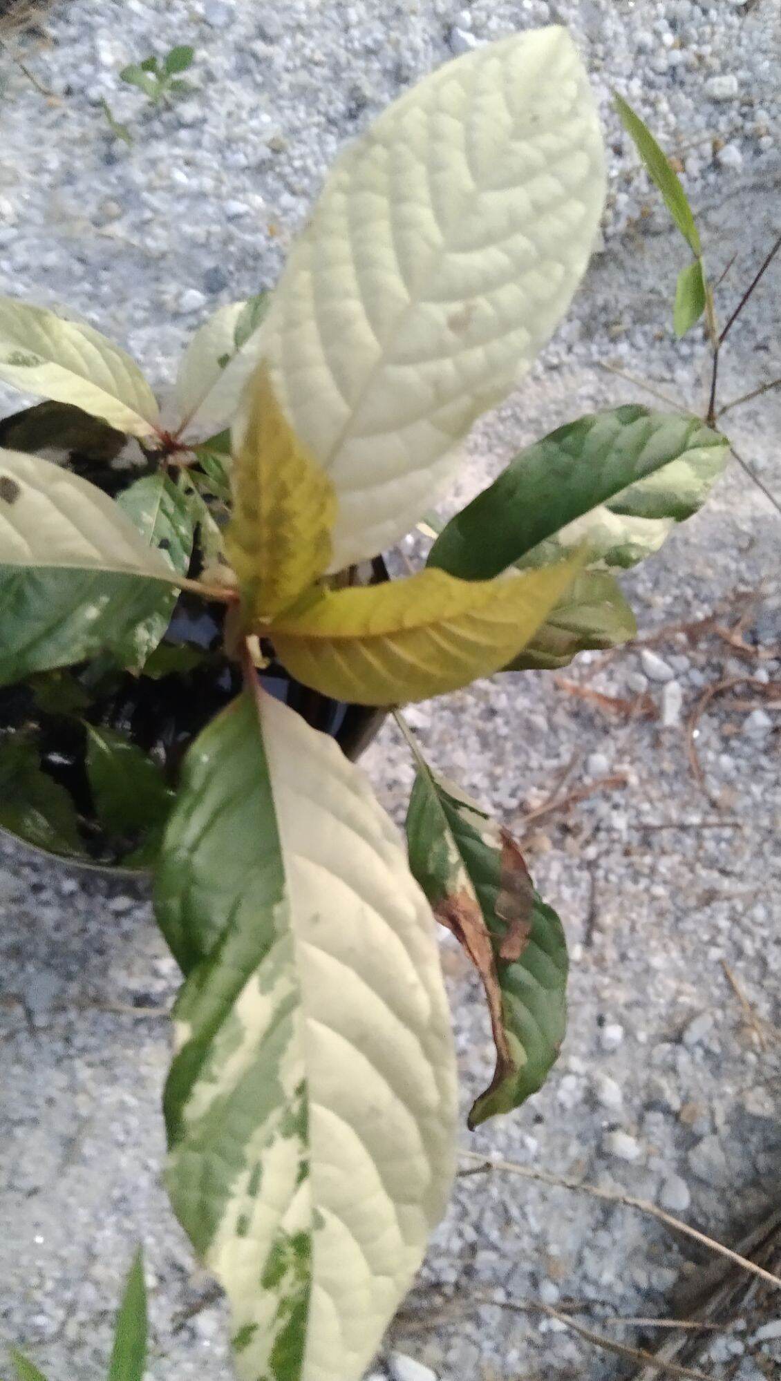 กระท่อมก้านแดงด่าง ราคา 2,000 บาท*ส่งฟรี