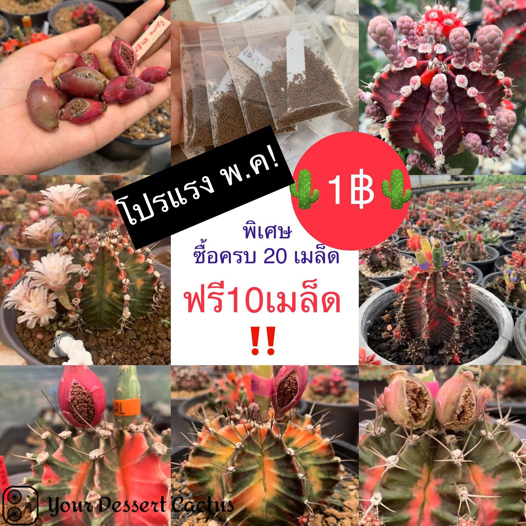 ‼️ด่วน1บาท‼️ เมล็ดยิมโนด่างแท้ เมล็ดละ1บาท ((จำนวนจำกัด!)) เมล็ดเก็บใหม่อัตรงอกดี พร้อมส่ง โปรเฉพาะ พ.ค นี้ เท่านั้น🔥🔥