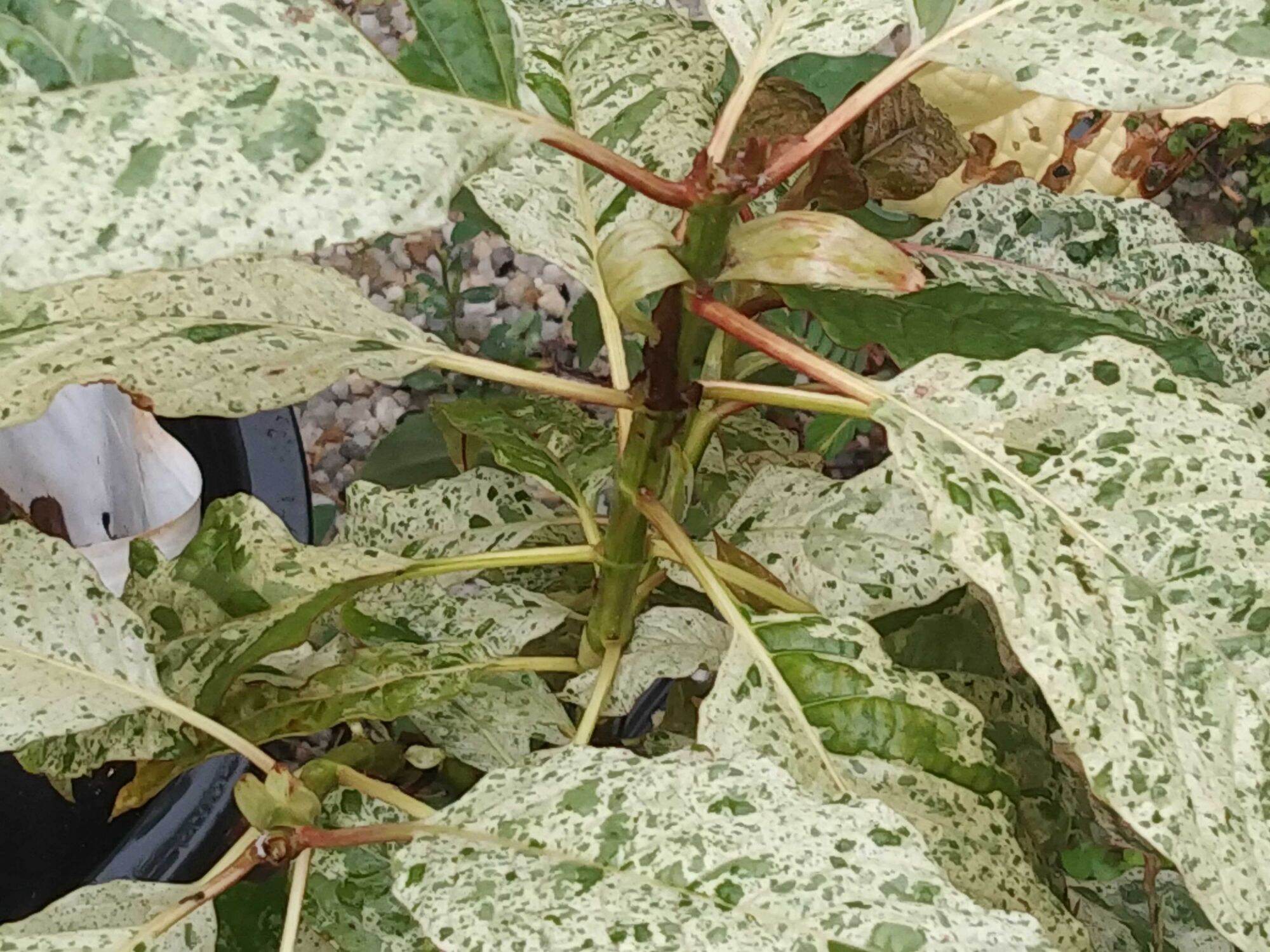 กระท่อมด่างหินอ่อน ราคา 2,000 บาท*ส่งฟรี