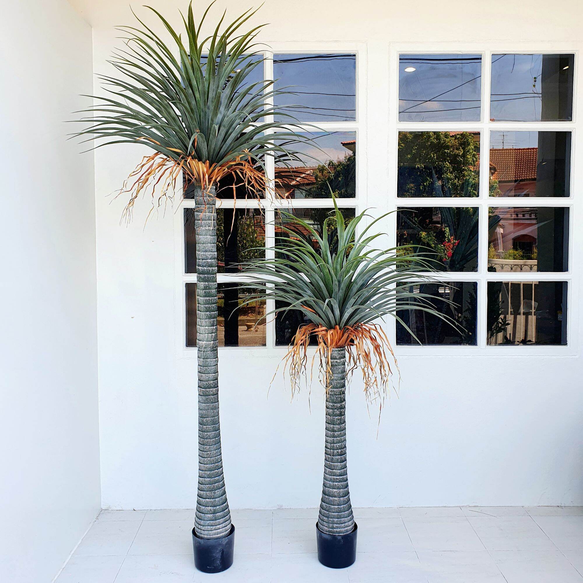 Yucca Rostrata ราคา 4,250 บาท*ส่งฟรี