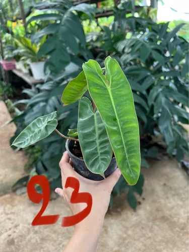 💚ก้านส้มลุ้นด่าง💚Philodendron billietiae 💚🔥🔥ราคาพิเศษ🔥ถูกๆๆมากๆๆ🔥