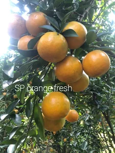 ภาพหน้าปกสินค้าส้มสายน้ำผึ้ง Sp orange fresh เบอร์6 /30ลูก คัดพิเศษจากสวน อ.ฝางจ.เชียงใหม่ ที่เกี่ยวข้อง