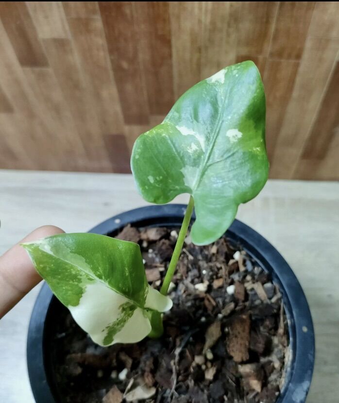 Alocasia macrorrhizos บอนกระดาดด่าง จัดโปรโมชั่นลดราคา 1️⃣3️⃣2️⃣ (คัด ...