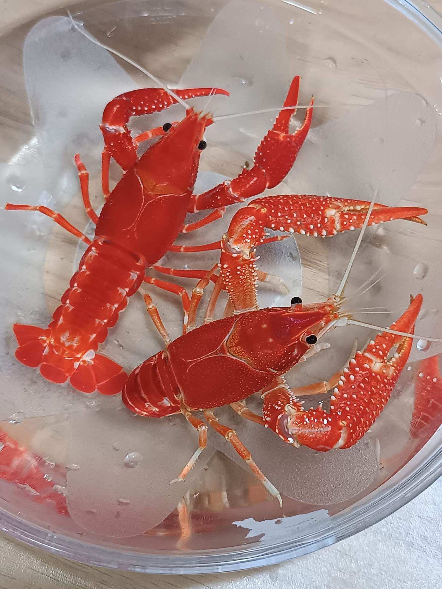 Orange Kefit Cabinet Decorations, Size 2 Inches and Up, Set of 2 Units (Special Offer 2 Get 1 Free), Beautiful Colors, Strong and Durable. Helps Add Beauty to the Cabinet to Make It Look More Natural. Decorating the Fish Tank Makes It Even More Charming. ราคา 144 บาท*ส่งฟรี