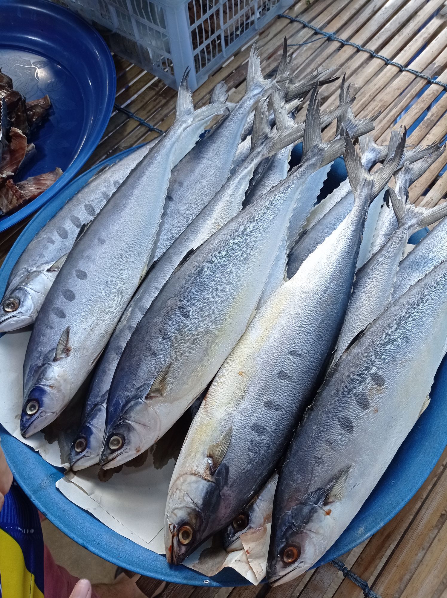 ปลาสีเสียด ปลาสีเสียดเค็ม ปลาสีเสียดทอดก็ได้ ปลาสีเสียดตากแห้ง ปลาสีเสียดแดดเดียว ของดีเมืองกระบี่ 500 กรัม | Lazada.co.th