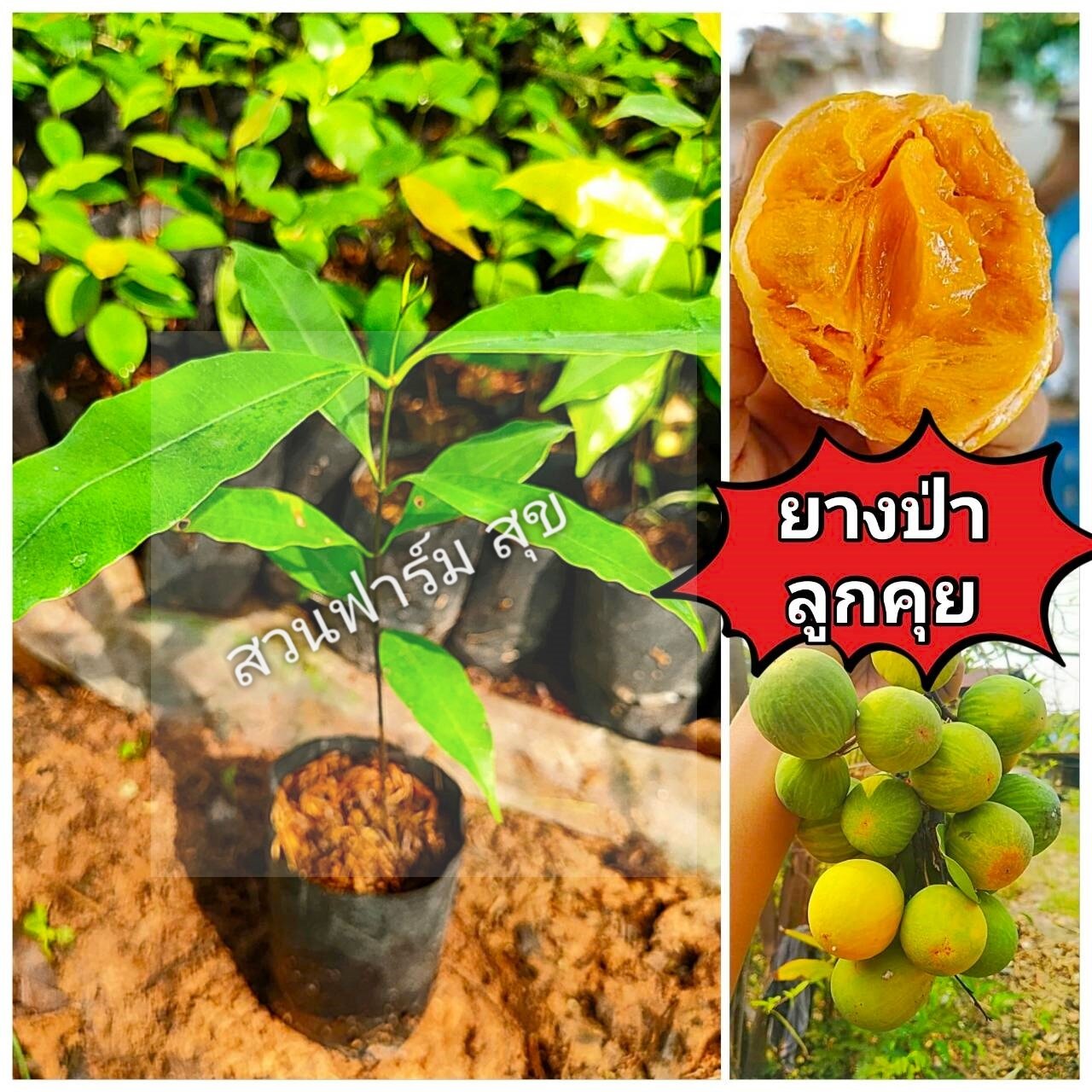 ต้นหมากยางป่า ราคาถูก ซื้อออนไลน์ที่ - มิ.ย. 2023 | Lazada.co.th ต้นหมากยางป่า ราคาถูก ซื้อออนไลน์ที่ - มิ.ย. 2023 | Lazada.Co.Th