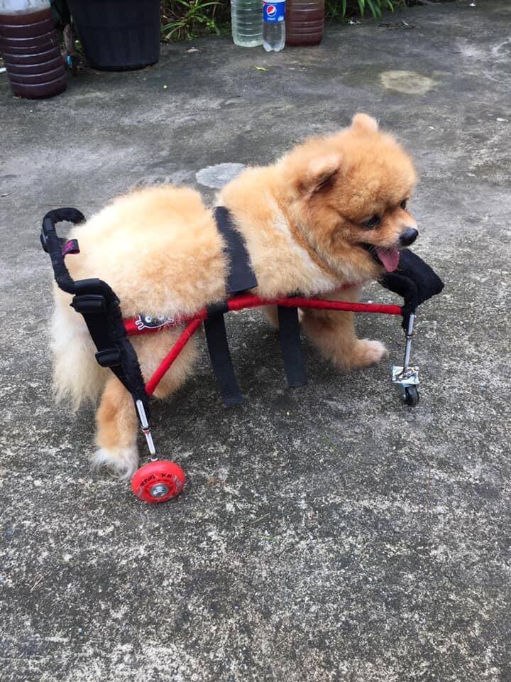 วีลแชร์สุนัข อ่อนแรง4ขา ขนาดไซส์ S. สัตว์เลี้ยง รถเข็น wheelchair dog สำหรับ**ติดต่อร้านค้าก่อนสั่งซื้อ**