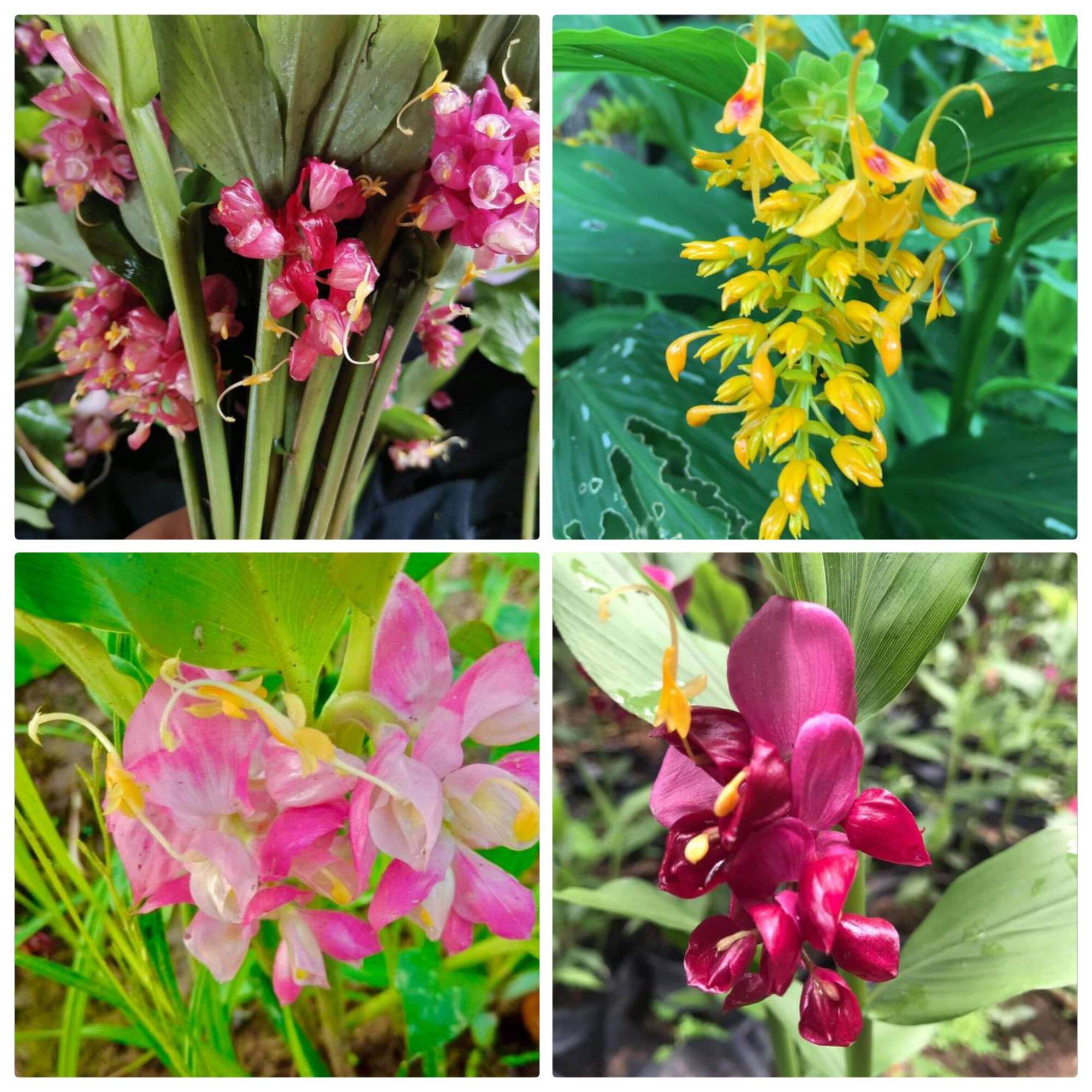 ดอกเข้าพรรษาคละสี 1 ชุดได้ 4หัวพันธุ์4 สี❣️ลุ้นสีลุ้นดอกขาวชมพูแดงเหลือง🌈🌈🌈🌈🌷🌷1ปีมีครั้งเดียวถึงฤดูกาลจะออกดอกให้ชม หายากแล้วคับ | Lazada.co.th ดอกเข้าพรรษาคละสี 1 ชุดได้ 4หัวพันธุ์4 สี❣️ลุ้นสีลุ้นดอกขาวชมพูแดงเหลือง🌈🌈🌈🌈🌷🌷1ปีมีครั้งเดียวถึงฤดูกาลจะออกดอกให้ชม หายากแล้วคับ | Lazada.Co.Th