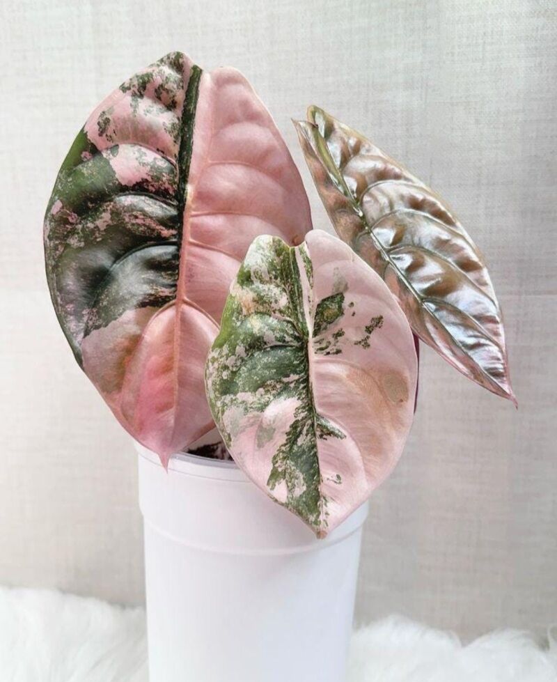 Alocasia Cuprea red secret PINK variegated (งานถุง 1ต้น) | Lazada