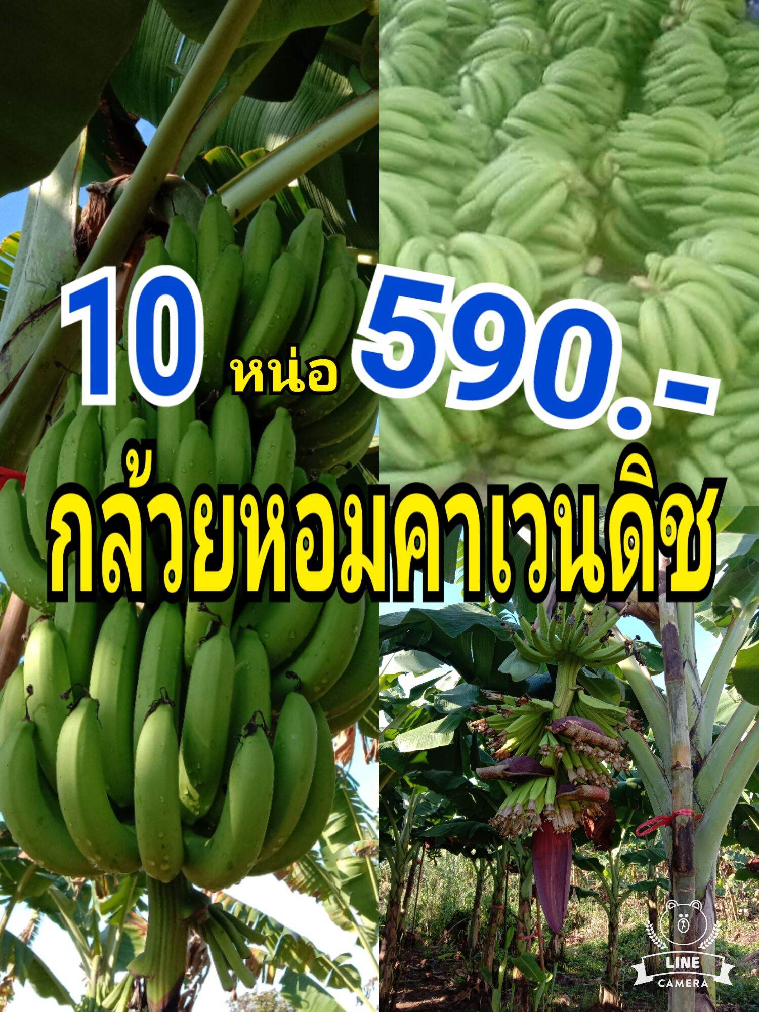 หน่อกล้วยหอมคาเวนดิช(หอมเขียว)พันธุ์แท้10หน่อ590บาทหน่อตัดยอดยาว30-40ซม.ขุดสดใหม่สวยๆจากสวนเชียงใหม่ปลูกส่งห้างทั่วประเทศ  | Lazada.Co.Th