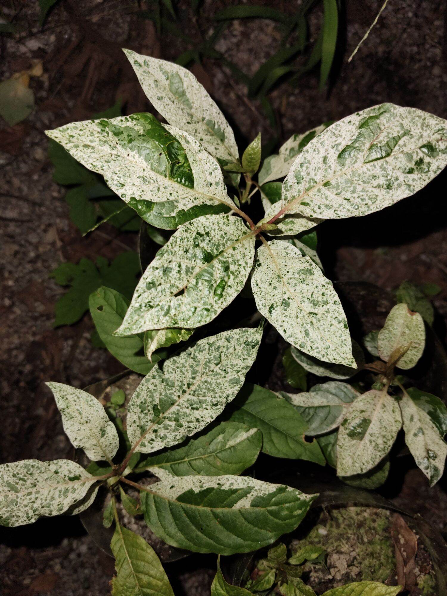 กระท่อมก้านแดงด่างหินอ่อน ราคา 1,500 บาท*ส่งฟรี