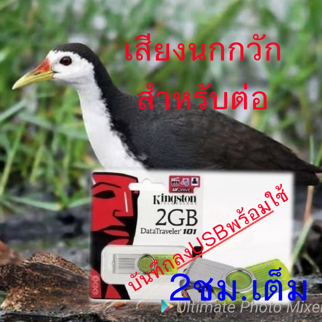 เสียงนกกวักต่อ ราคา 119 บาท*ส่งฟรี