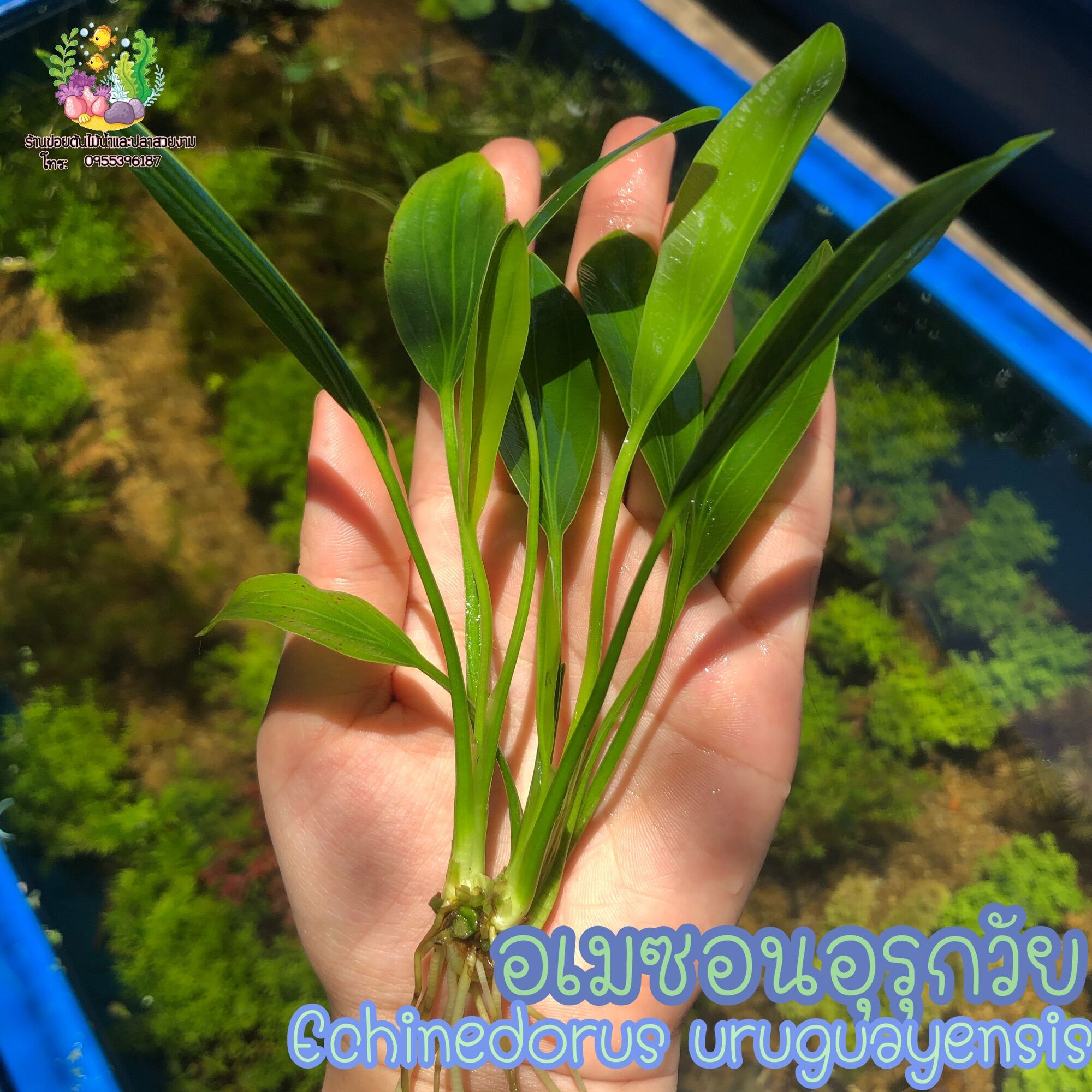 อเมซอน อุรุกวัย(ต้นเปล่า)🌱🌱🌱 ราคา 20 บาท*ส่งฟรี