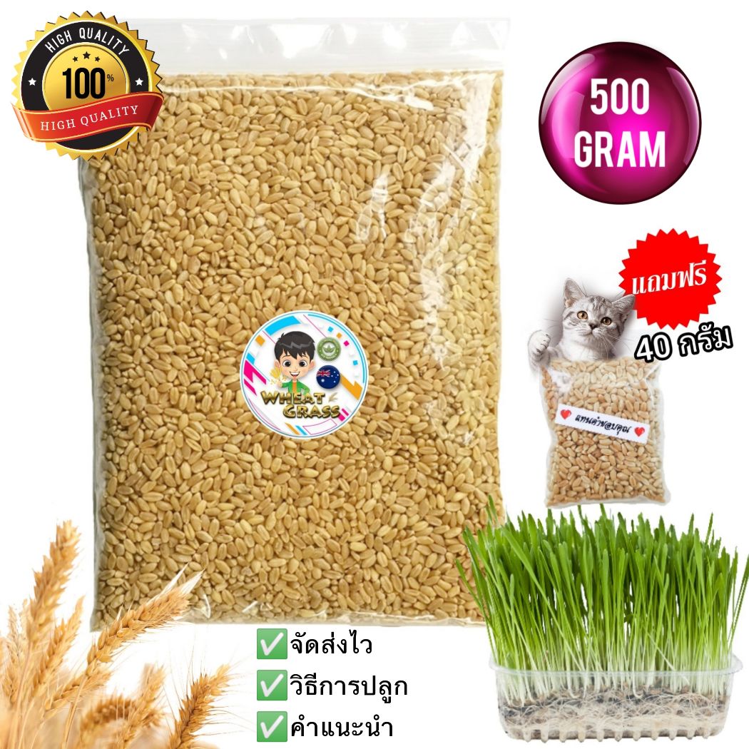 เมล็ดข้าวสาลี (500 กรัม) ราคาถูกเกรดนำเข้า  Australian Wheat หญ้าแมว อัตราการงอกสูง🌾 Wheat