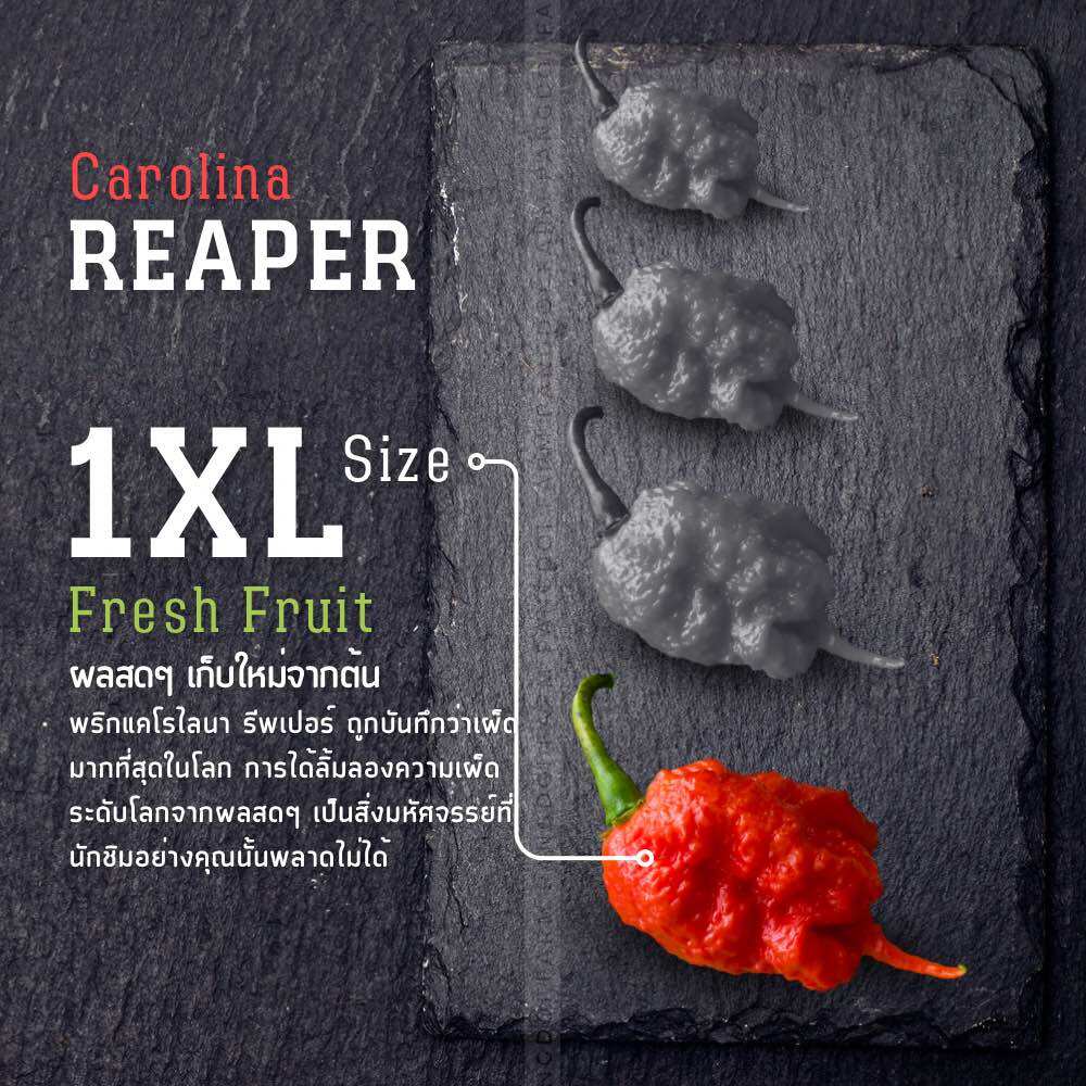 Fresh Carolina Reaper Pepper 2.2M SHU (1Pepper)Jumbo size One of the