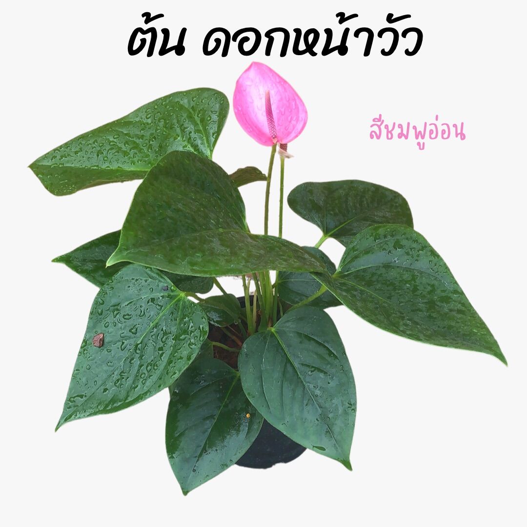 My Image 24