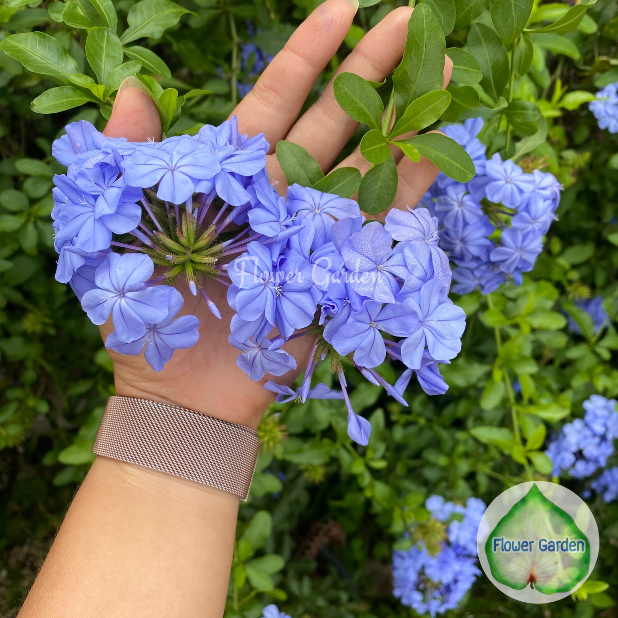 พยับหมอก ดอกพวงสีฟ้า ออกดอกทั้งปี ปลูกแดด เลี้ยงง่าย ไม้พุ่มปลูกทำรั้ว แบบถุง