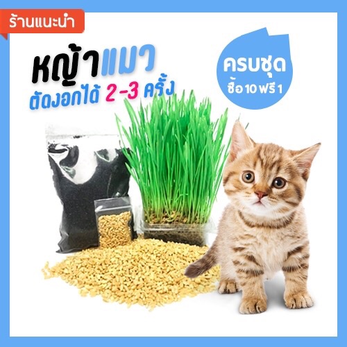 หญ้าแมว ชุดปลูกข้าวสาลี ครบชุด (เมล็ด+ดิน+ถ้วย+คู่มือ) พร้อมส่ง