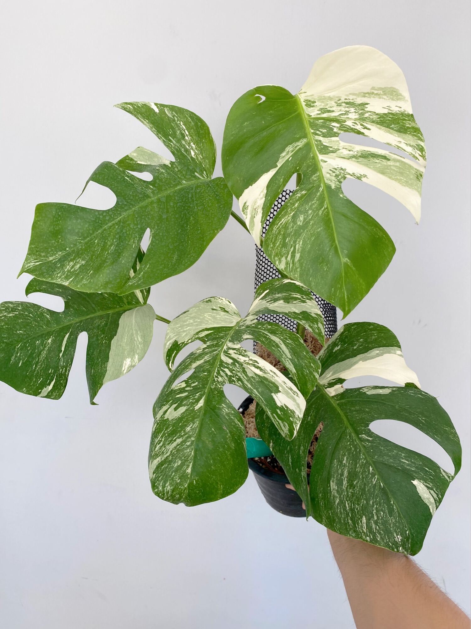 monstera albo holland