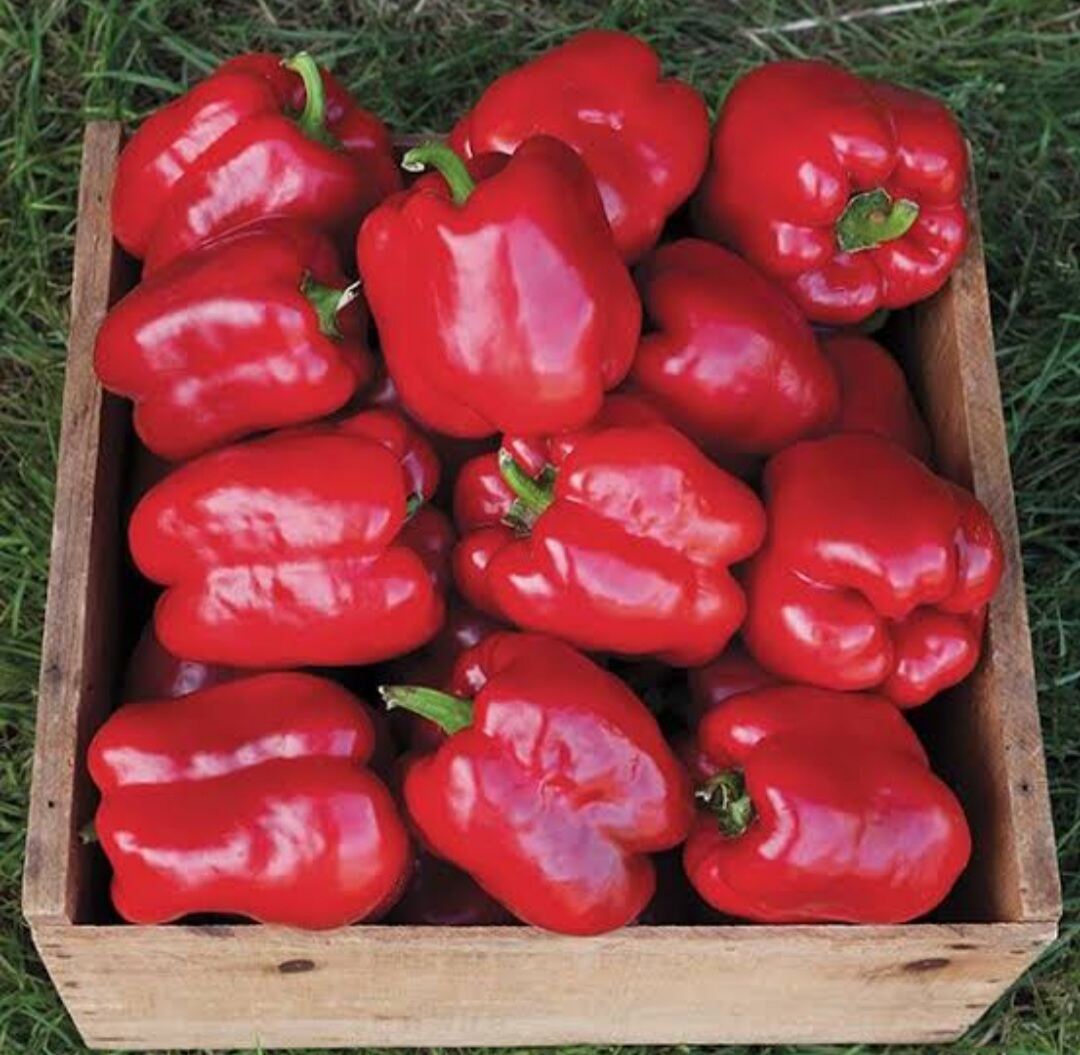 เมล็ดพันธุ์พริกหวานสีแดง คิง ออฟ นอร์ธ King of North Sweet Bell Pepper เมล็ดพันธุ์แท้คุณภาพดี