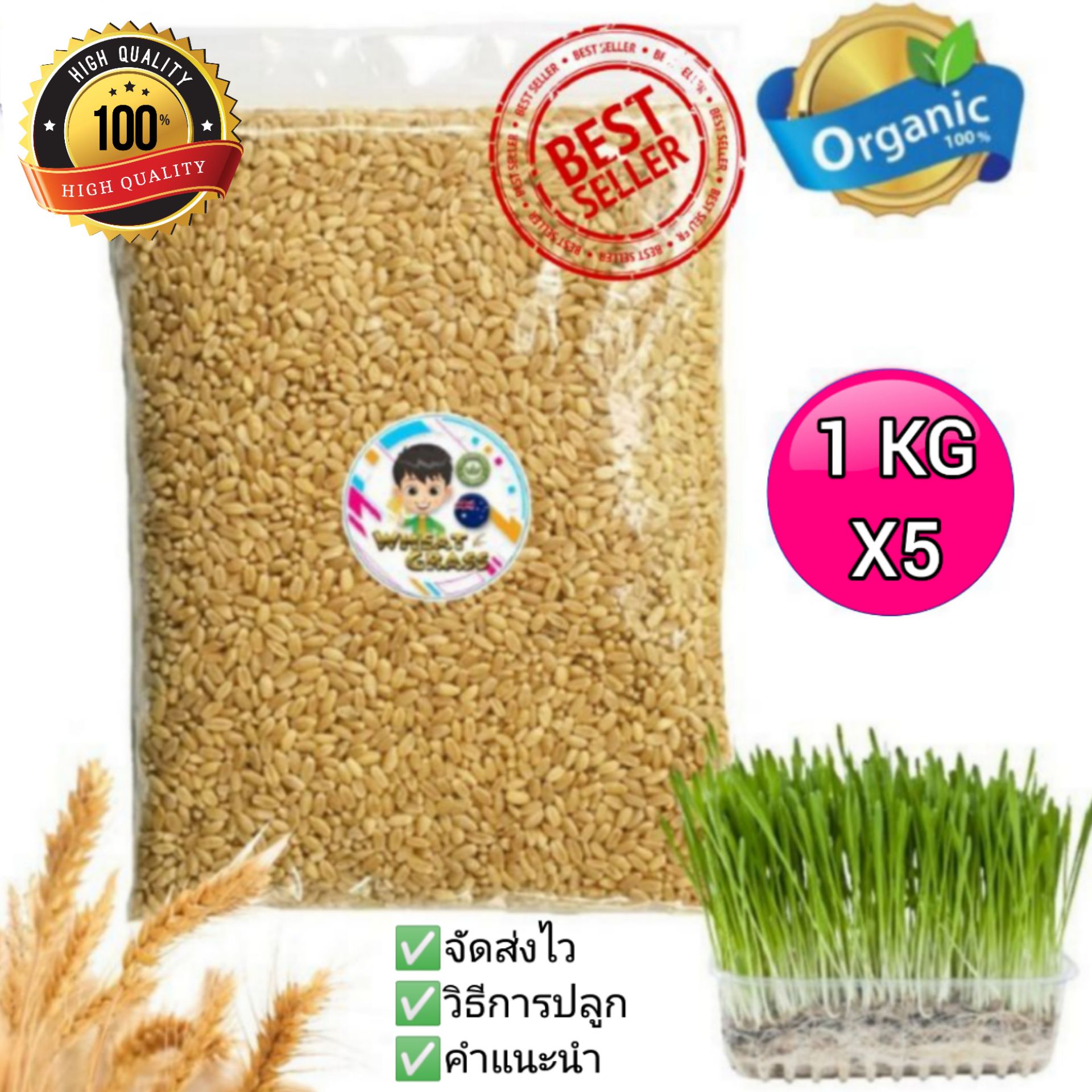 เมล็ดข้าวสาลี (1 กก x 5) ราคาถูกเกรดนำเข้า Australian Wheat หญ้าแมว อัตราการงอกสูง? Wheat