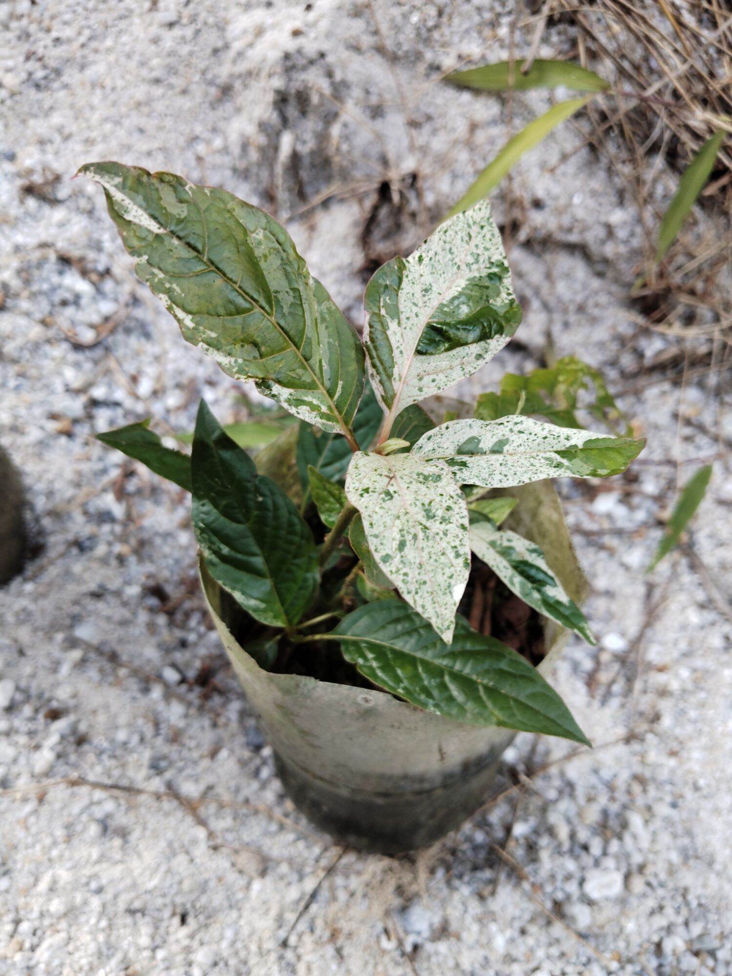 กระท่อมด่างลายหินอ่อน ราคา 1,200 บาท*ส่งฟรี