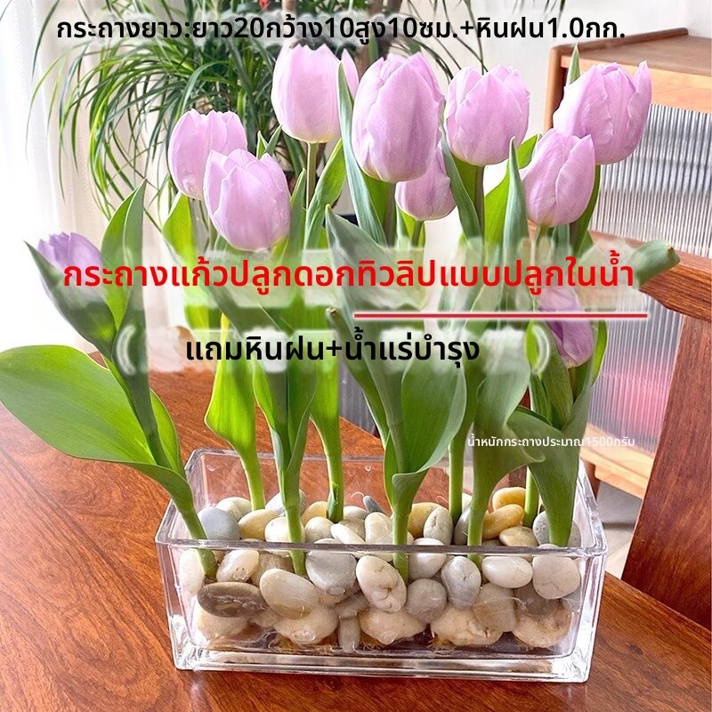 MONLEYTA | Water Cultivation Vase Glass Flower Pot ราคา 468 บาท*ส่งฟรี