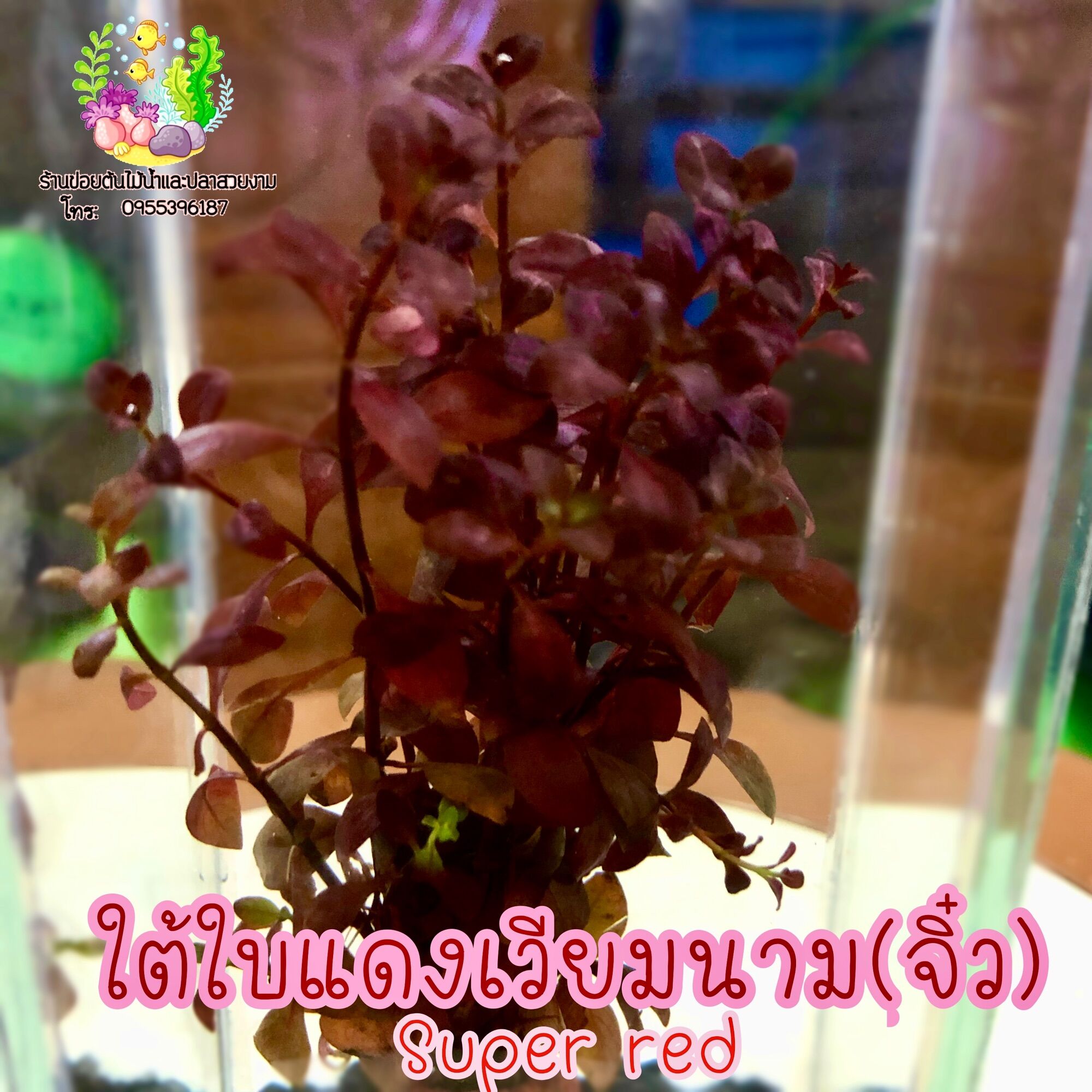 ใต้ใบแดงเวียดนาม(จิ๋ว) "Super. red" ราคา 20 บาท*ส่งฟรี