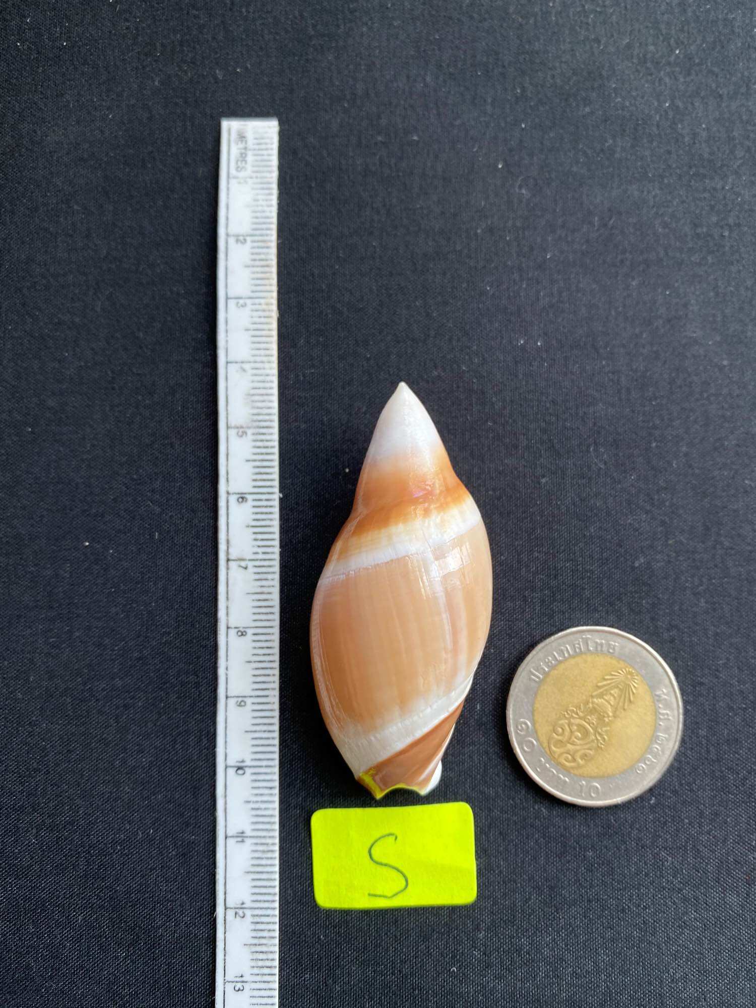 หอยสังข์ทรงกระสุน Rare bullet-shaped conch shell zidan | Lazada.co.th
