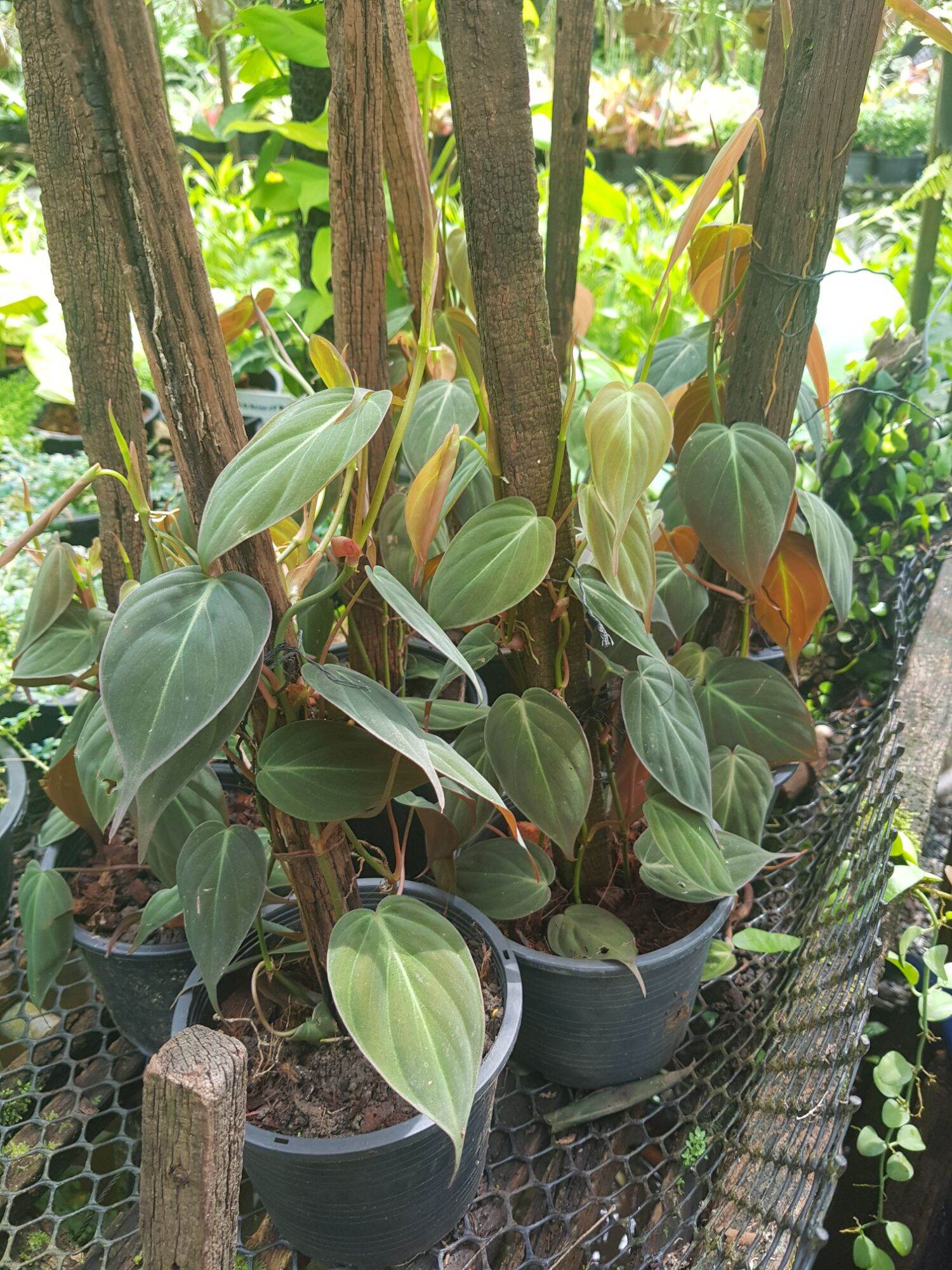Philodendron hederaceum (Jacq.) Schott var. oxycardium (Schott)  Croat | Lazada.co.th