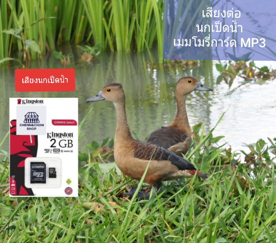 นกเป็ดน้ำ เสียงต่อนกเป็ดน้ำ เมมโมรีการ์ด Mp3 ชัดแจ๋ว100% ราคา 120 บาท*ส่งฟรี