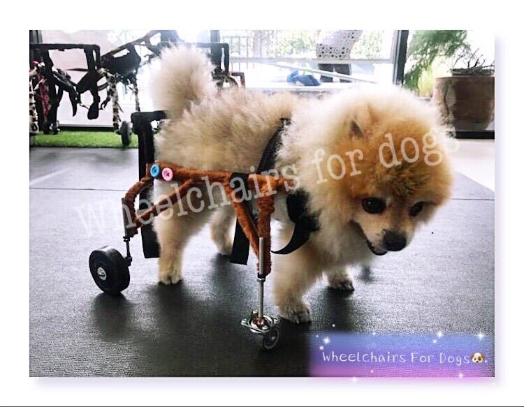 วีลแชร์สุนัข พิการขาหลัง ขนาดไซส์ S. สัตว์เลี้ยง รถเข็น wheelchair dog**ติดต่อร้านค้าก่อนสั่งซื้อ**